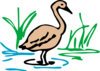 Light Brown Duck Standing In Water Clip Art